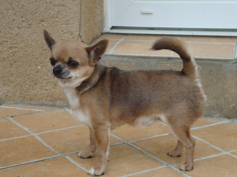 Les Chihuahua de l'affixe De L'isle Au Vert Coteau