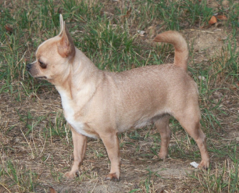 Calypso De L'isle Au Vert Coteau