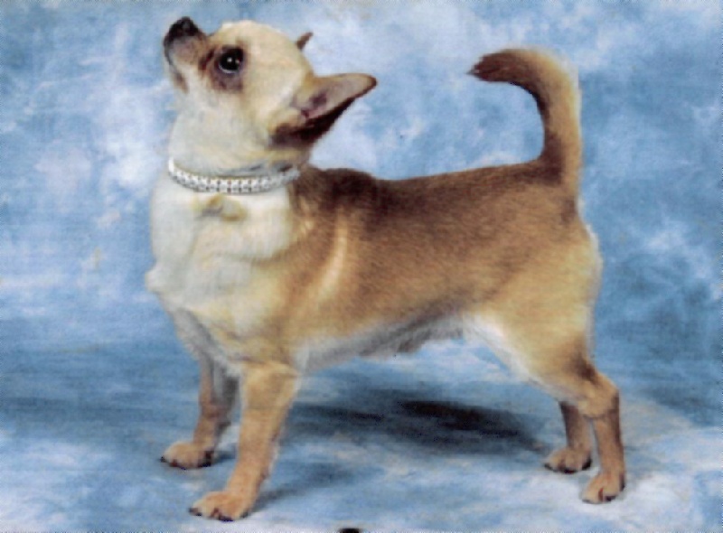 CH. fridy Jazz solo for afterglow