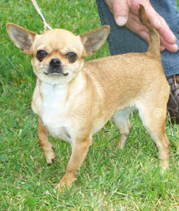 Divine De L'isle Au Vert Coteau