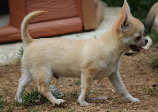 Is au top De L'isle Au Vert Coteau
