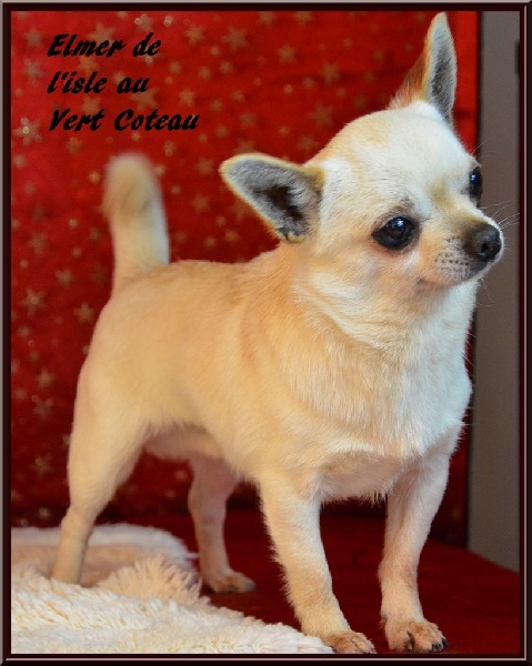 CH. Elmer De L'isle Au Vert Coteau