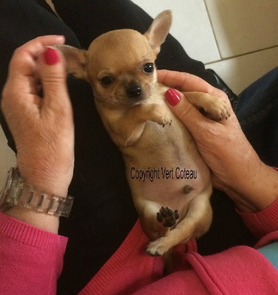 Chiot Chihuahua De L'isle Au Vert Coteau