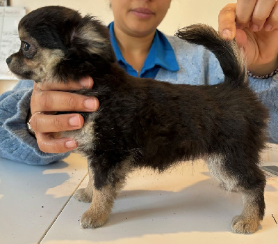 CHIOT 3
