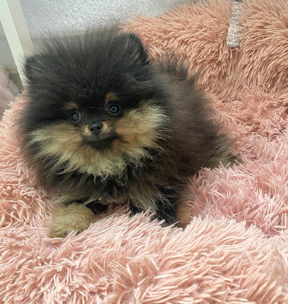De L'isle Au Vert Coteau - Chiots disponibles - Spitz allemand